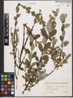 Foto von Salix aurita L. x Salix repens L.